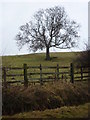 Hillside field with tree