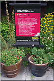 SE5952 : Chrysanth:  Journey to the East Trail, Museum Gardens, York by Phil Champion