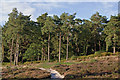 TQ2350 : Pines on Reigate Heath by Ian Capper