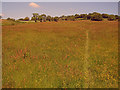 Hay meadow near The Old Farm