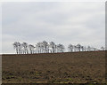 Alders on the sky-line, near Cliffe Woods