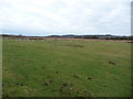 Sheep pasture below Bryn Glas hill near Talsarnau