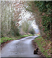 TM0491 : Unnamed lane (with prowling cat) past Fen Farm by Evelyn Simak