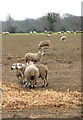 TM0492 : Sheep in field north of Old Buckenham Fen by Evelyn Simak
