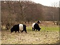 NZ1564 : Belted Galloway cattle, Ryton Willows by Andrew Curtis