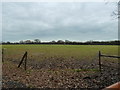 Distant horses as seen from Copse Lane