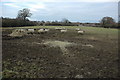 Sheep near Winnycroft Farm