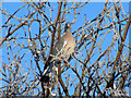 A Wood Pigeon at Lossiemouth