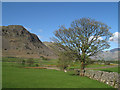 Field with wall and tree, Wasdale