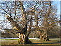 Chestnut trees in Fredville Park