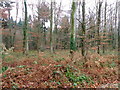 Bracken in Horton Wood