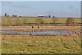 Geese Take off at Micklemere