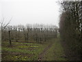 Sussex Border Path heading towards Rowland Farm