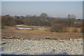 Scrubland vegetation near Alvecote