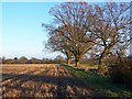 Field margin in afternoon sunlight