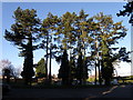 Scots Pine beside the Northampton Road