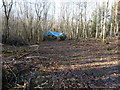 TQ0521 : Coppicing in Toat Plantation by Dave Spicer