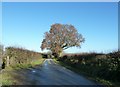 Fine looking Oak on Blackgate lane