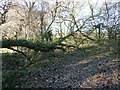 Fallen tree on footpath bend south of Westlands farm