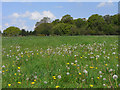 SU4974 : Grassland, Chieveley by Andrew Smith