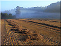 Farmland, Beech