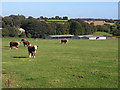 Pasture, Farringdon