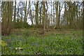 Kedleston Park: early bluebells