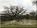 Pond with fallen tree at Walnut Tree Farm, Thorington