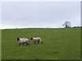 Sheep, Clady Hill