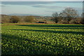 Arable land at Broad Green