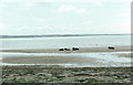 Cattle on the beach at Blackrock