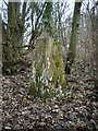 Cockshutt woods trig point