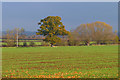 Farmland, Kingsey