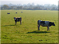 Pasture, Cuddington