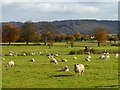 Pasture, Kingston Blount