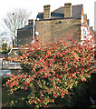 A fine crop of berries