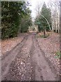 Track north from the parking area on Brinksole Heath