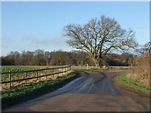 TM0723 : Tree at bend in Church Road, Frating by PAUL FARMER