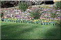 Early daffodils at Carnon Downs