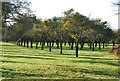 A Somerset Apple Orchard