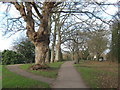 Footpath and trees on The Butts