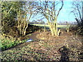 Footpath towards Holton Wood