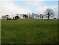 Pasture behind Thaw House