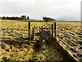 Pendle Way above Reedley