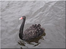 SE3522 : Black Swan - Cygnus atratus (1) by Mike Kirby
