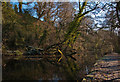 Glamorganshire Canal - Whitchurch, Cardiff