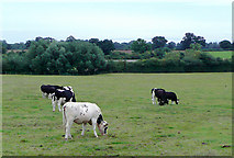 SO9465 : Grazing near Astwood, Worcestershire by Roger  D Kidd