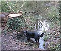 Felled Tree and little footpath bridge and stream Home Covert, Nursling