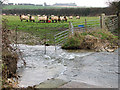 Sheep grazing by the ford between Binham and Westgate