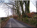 Beech trees in the hedge